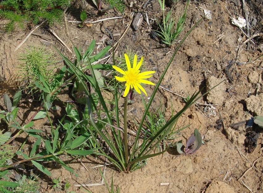 Изображение особи Scorzonera austriaca.