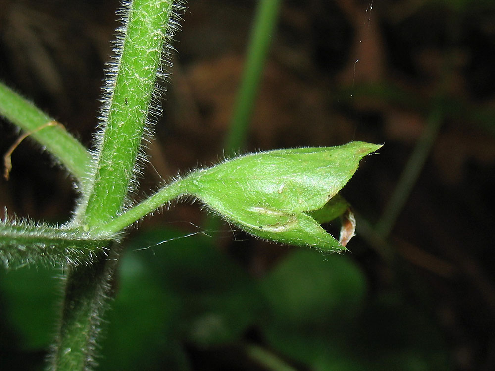 Image of Melittis sarmatica specimen.