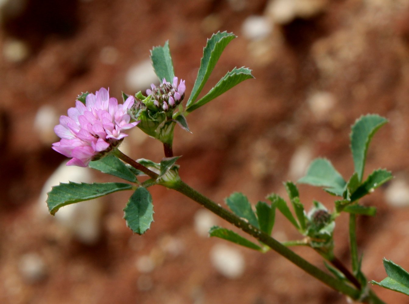 Изображение особи Trifolium tomentosum.