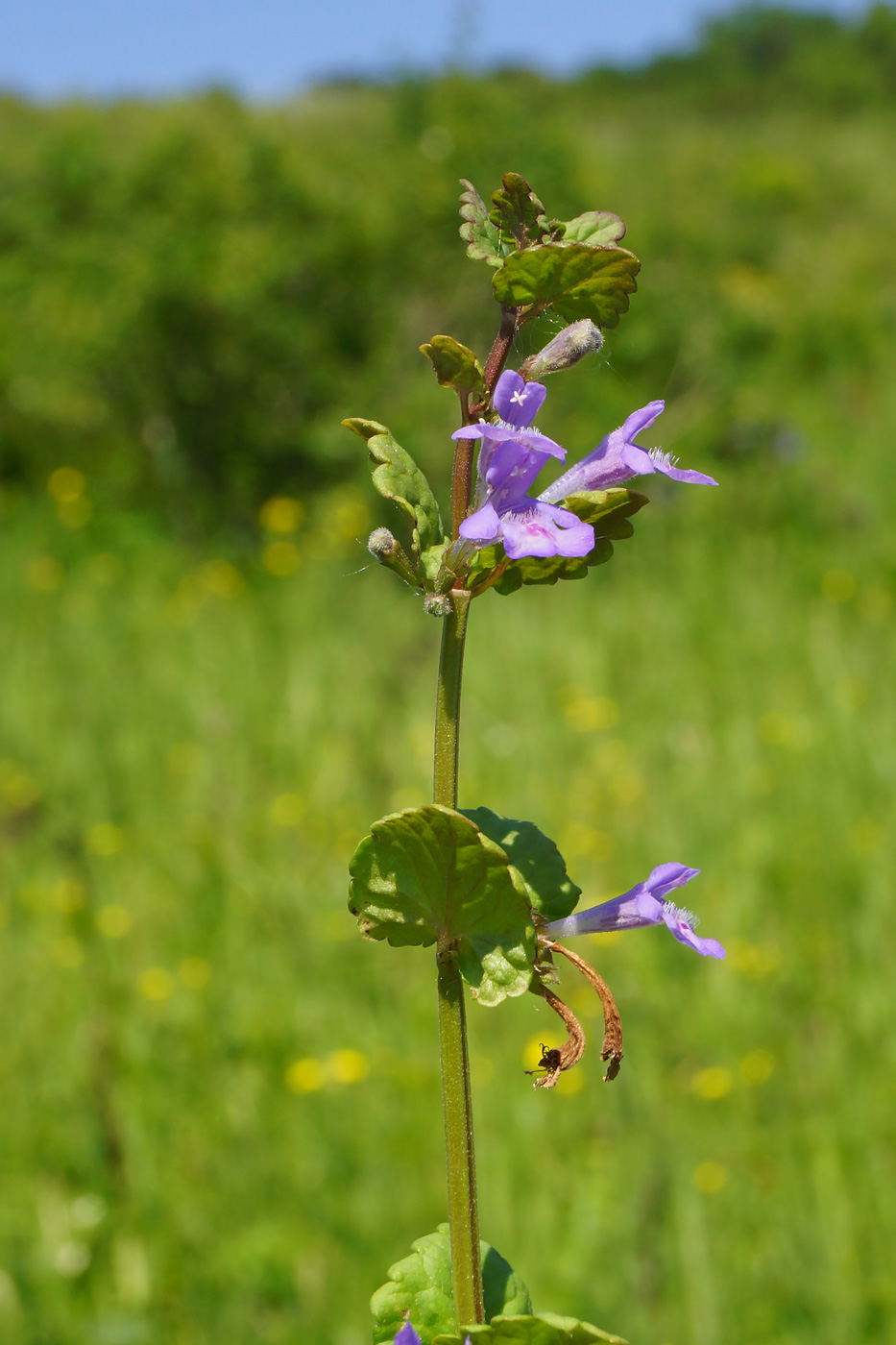 Изображение особи Glechoma hederacea.