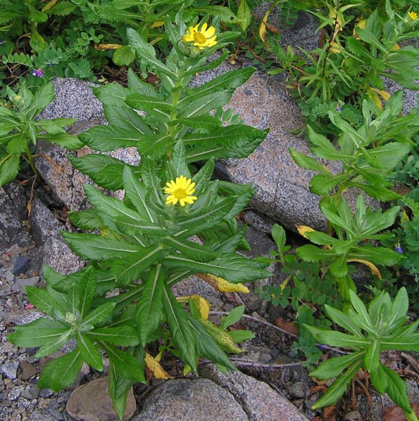 Изображение особи Senecio pseudoarnica.