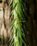 Cunninghamia lanceolata