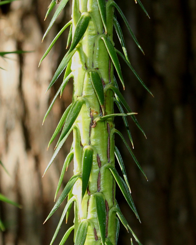 Image of Cunninghamia lanceolata specimen.