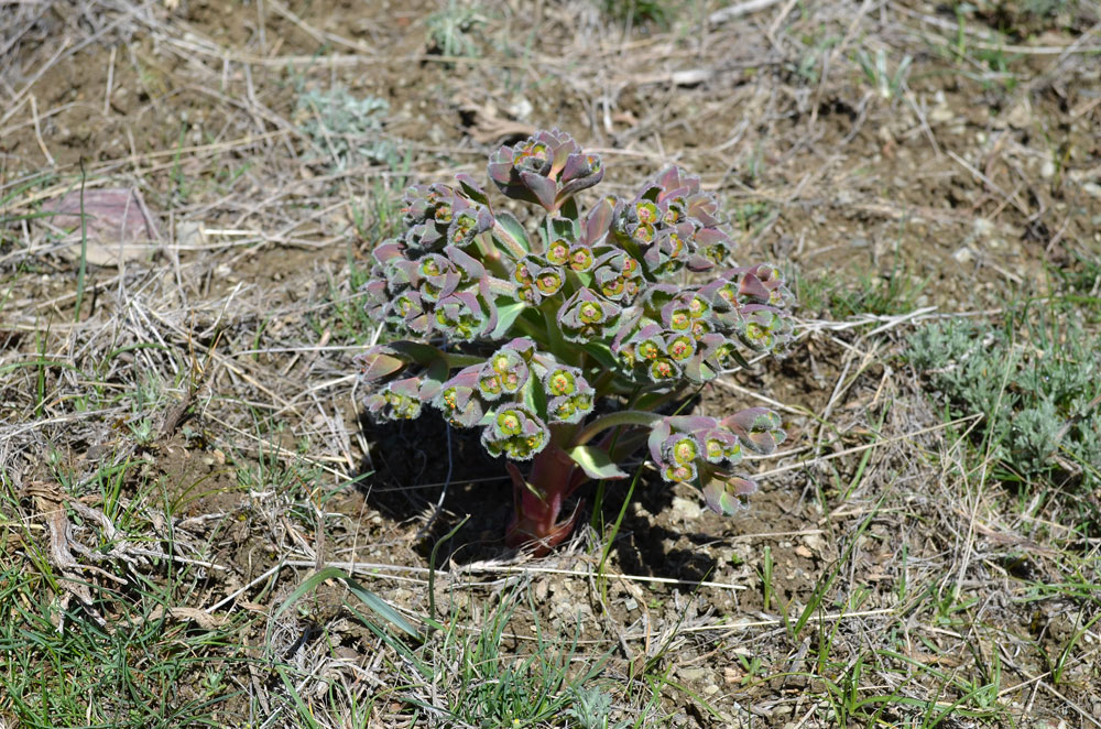 Изображение особи Euphorbia ferganensis.