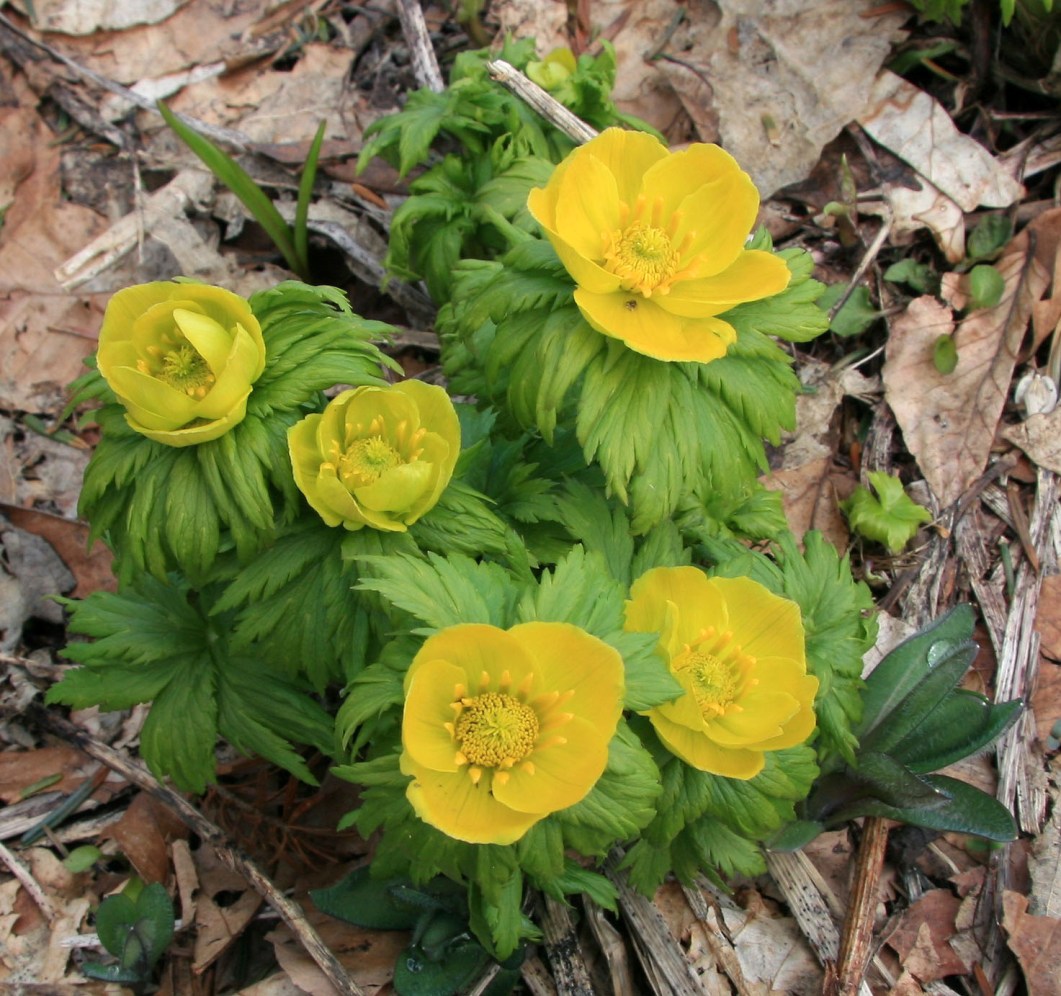 Изображение особи Trollius ranunculinus.