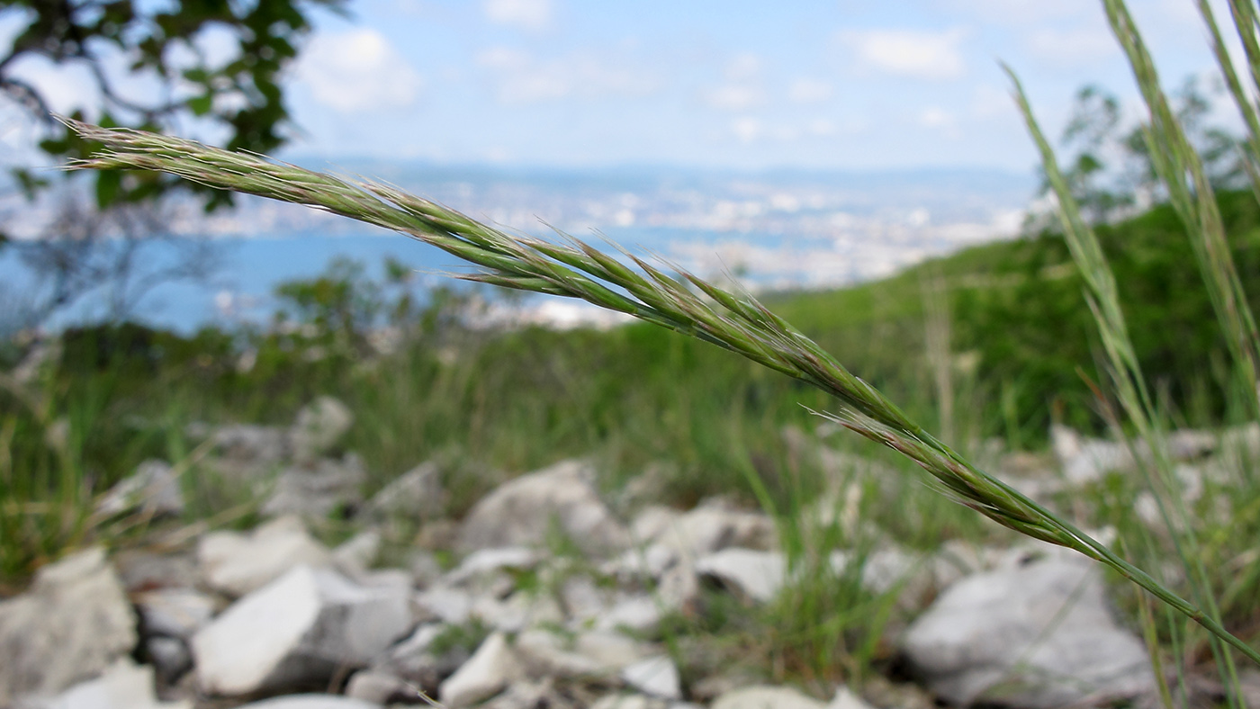 Изображение особи род Festuca.