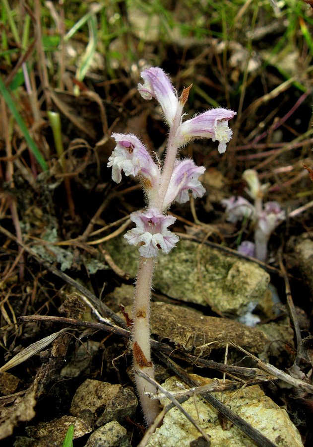 Изображение особи Orobanche pubescens.