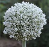 Allium porrum