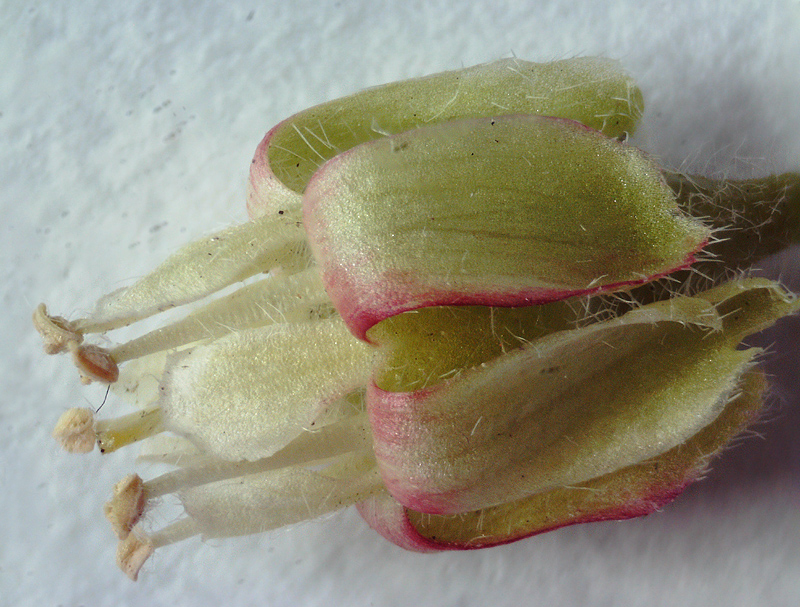 Изображение особи Grossularia uva-crispa.