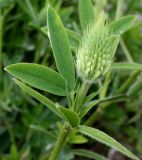 Trifolium ochroleucon. Верхняя часть побега с развивающимся соцветием. Германия, г. Дюссельдорф, Ботанический сад университета. 02.06.2014.