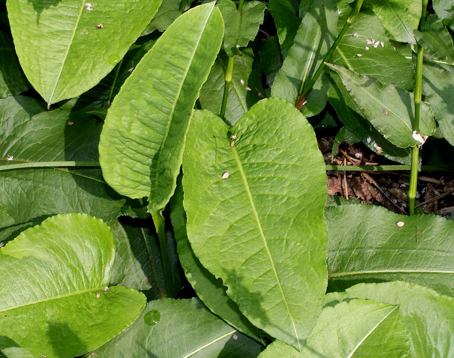 Image of genus Bistorta specimen.