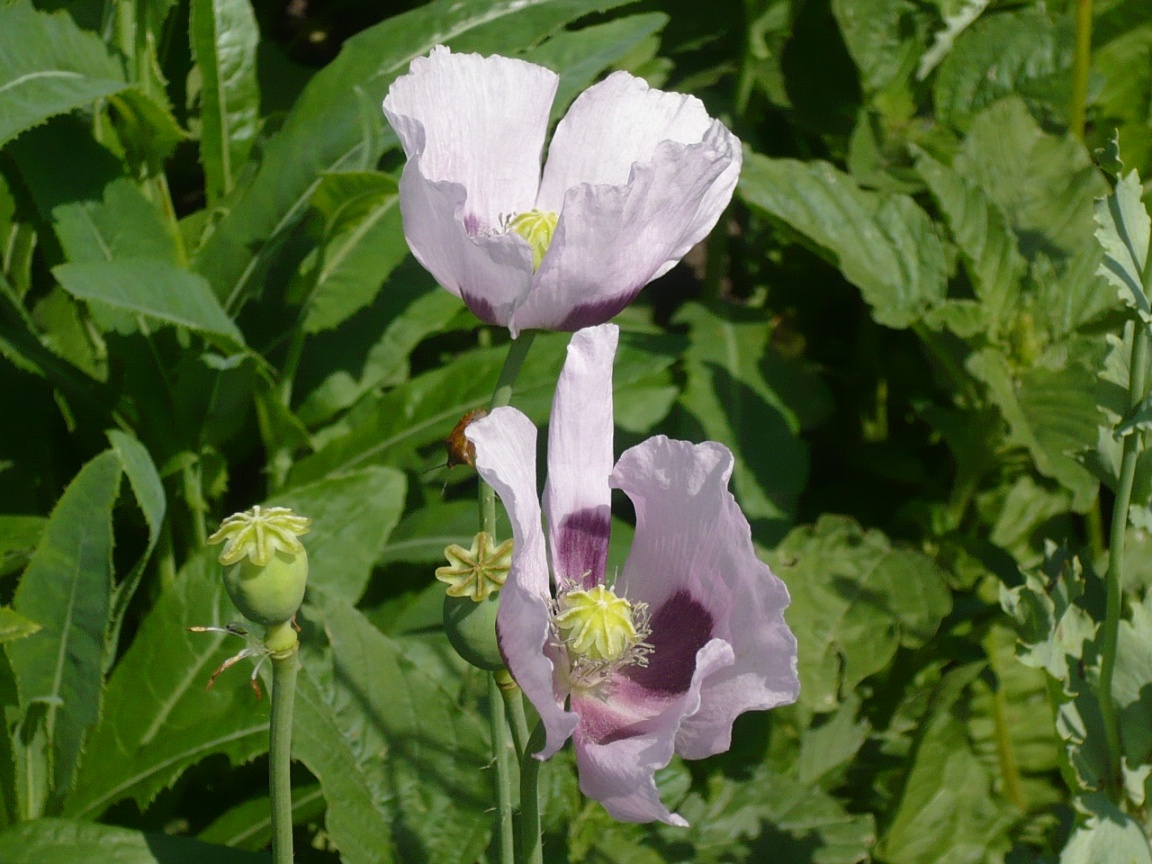 Изображение особи Papaver somniferum.