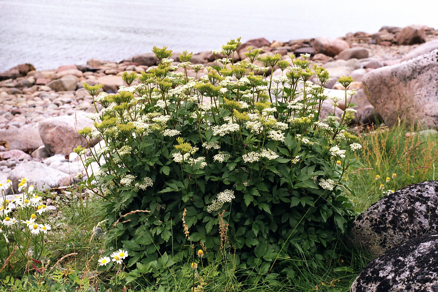 Изображение особи Ligusticum scoticum.