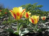 Tulipa greigii. Цветущие растения. Казахстан, хр. Каратау, ущ. Беркара. 18 апреля 2014 г.