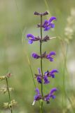 Salvia pratensis