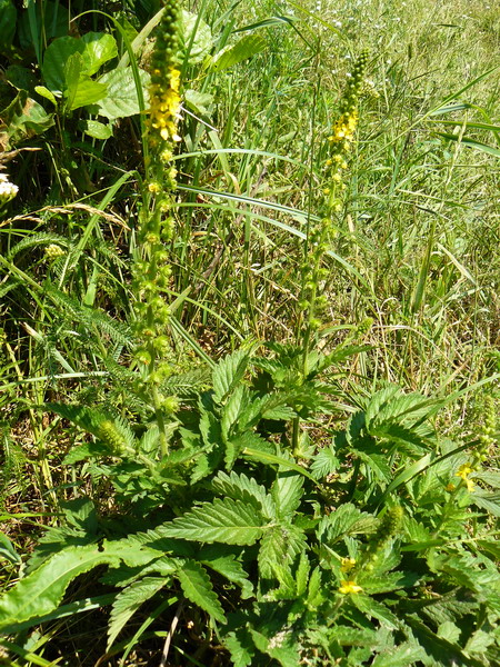 Image of Agrimonia eupatoria specimen.