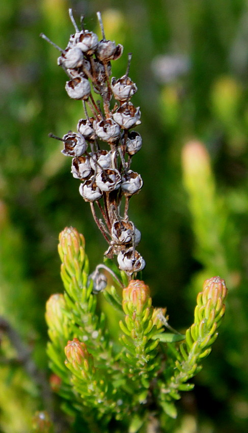 Image of Bruckenthalia spiculifolia specimen.