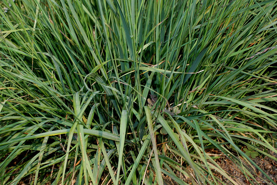 Image of Molinia caerulea specimen.