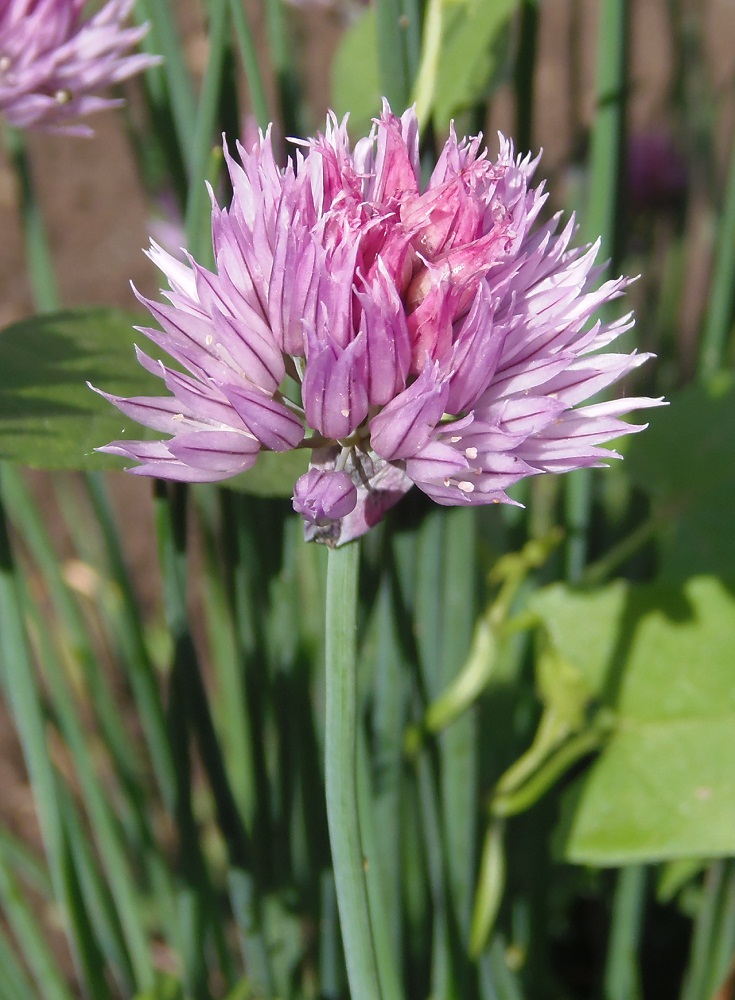 Изображение особи Allium schoenoprasum.