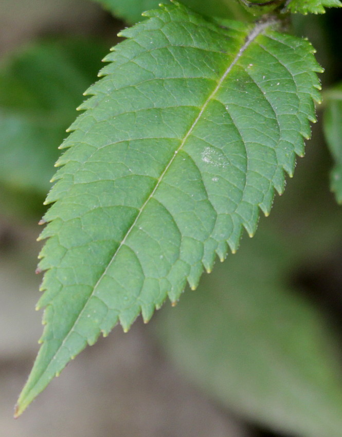 Image of Chelone obliqua specimen.