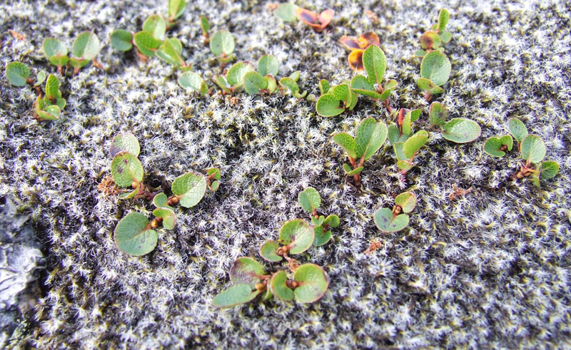 Image of Salix herbacea specimen.