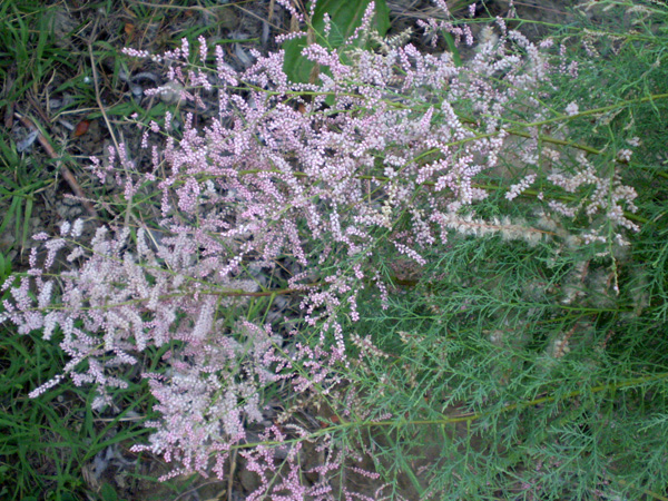 Image of Tamarix ramosissima specimen.