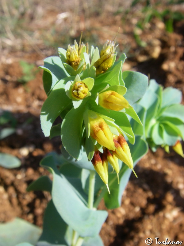 Изображение особи Cerinthe minor.