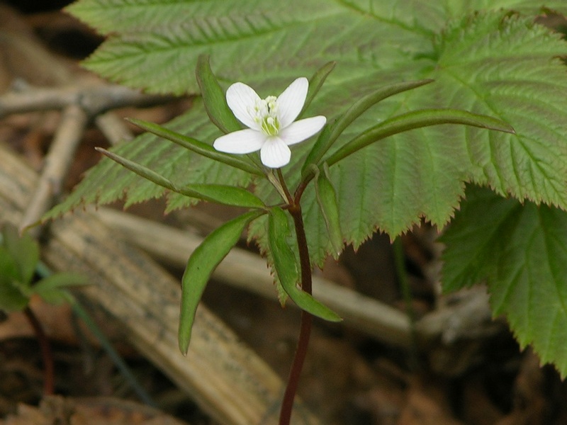 Изображение особи Anemone debilis.