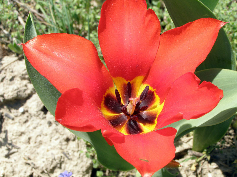 Изображение особи Tulipa fosteriana.