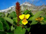 Viola avatschensis