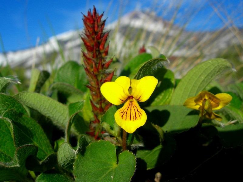 Image of Viola avatschensis specimen.