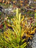 Diphasiastrum montellii