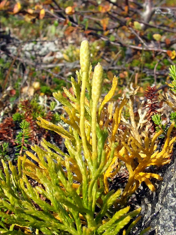 Image of Diphasiastrum montellii specimen.