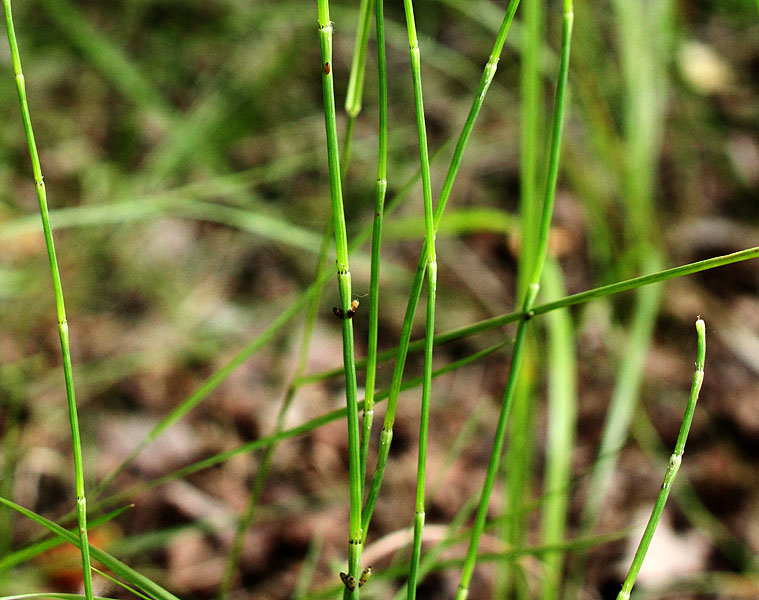 Изображение особи Equisetum ramosissimum.