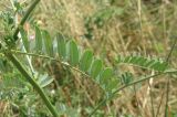 Securigera varia