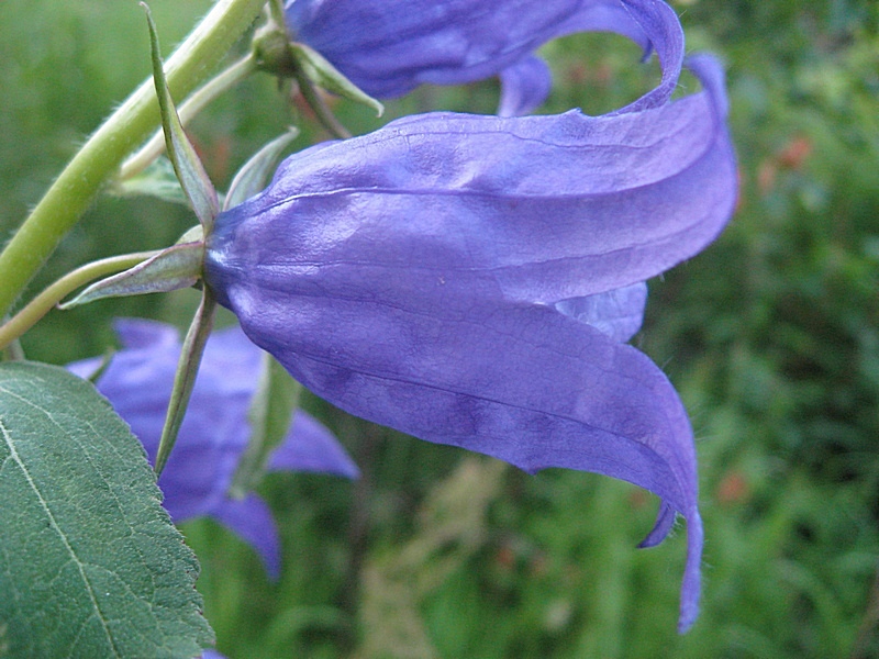 Image of Campanula latifolia specimen.