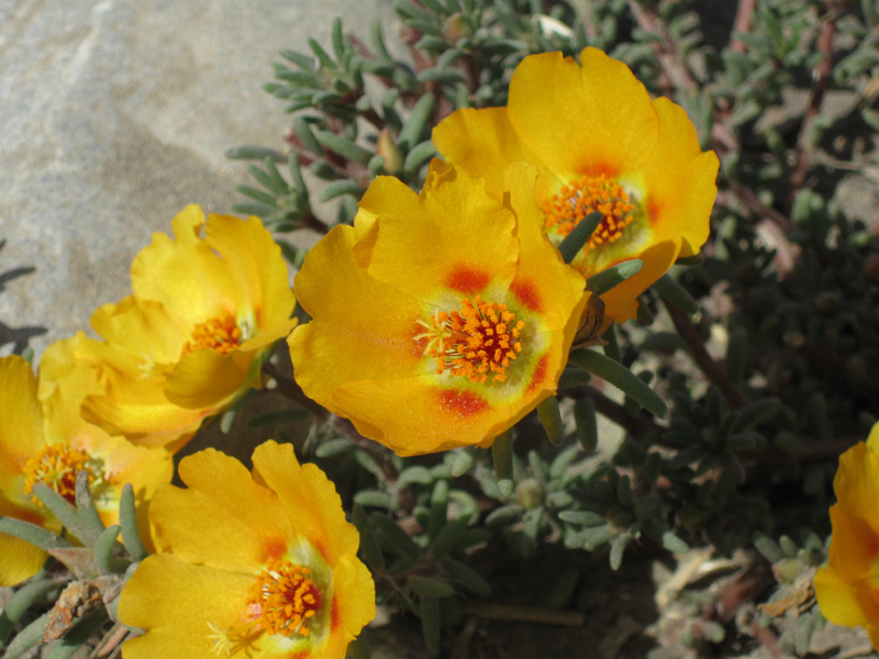 Изображение особи Portulaca grandiflora.