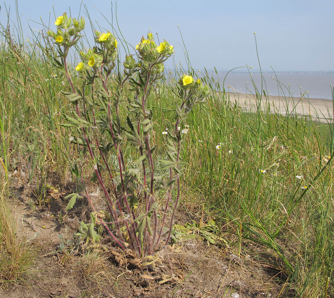 Image of Potentilla astracanica specimen.