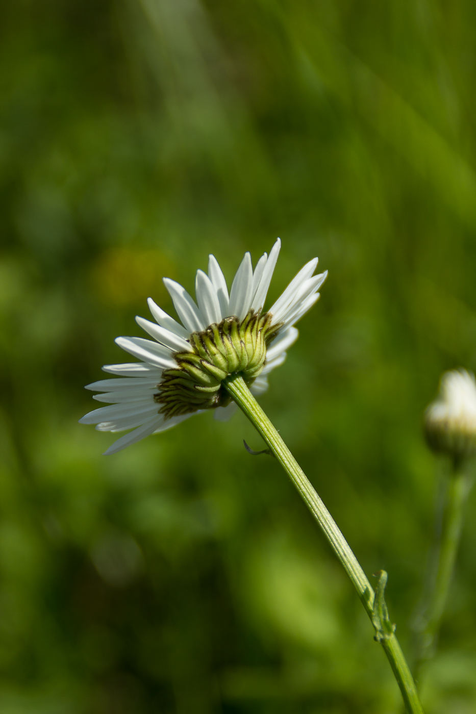 Image of Leucanthemum vulgare specimen.