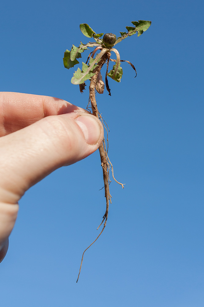 Image of genus Taraxacum specimen.
