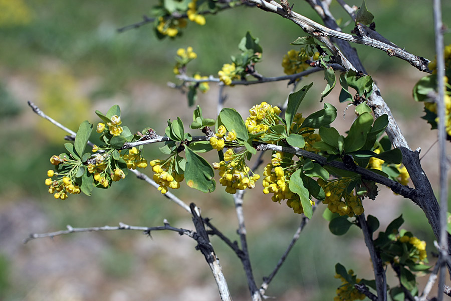 Изображение особи Berberis integerrima.