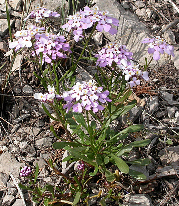 Image of Iberis simplex specimen.