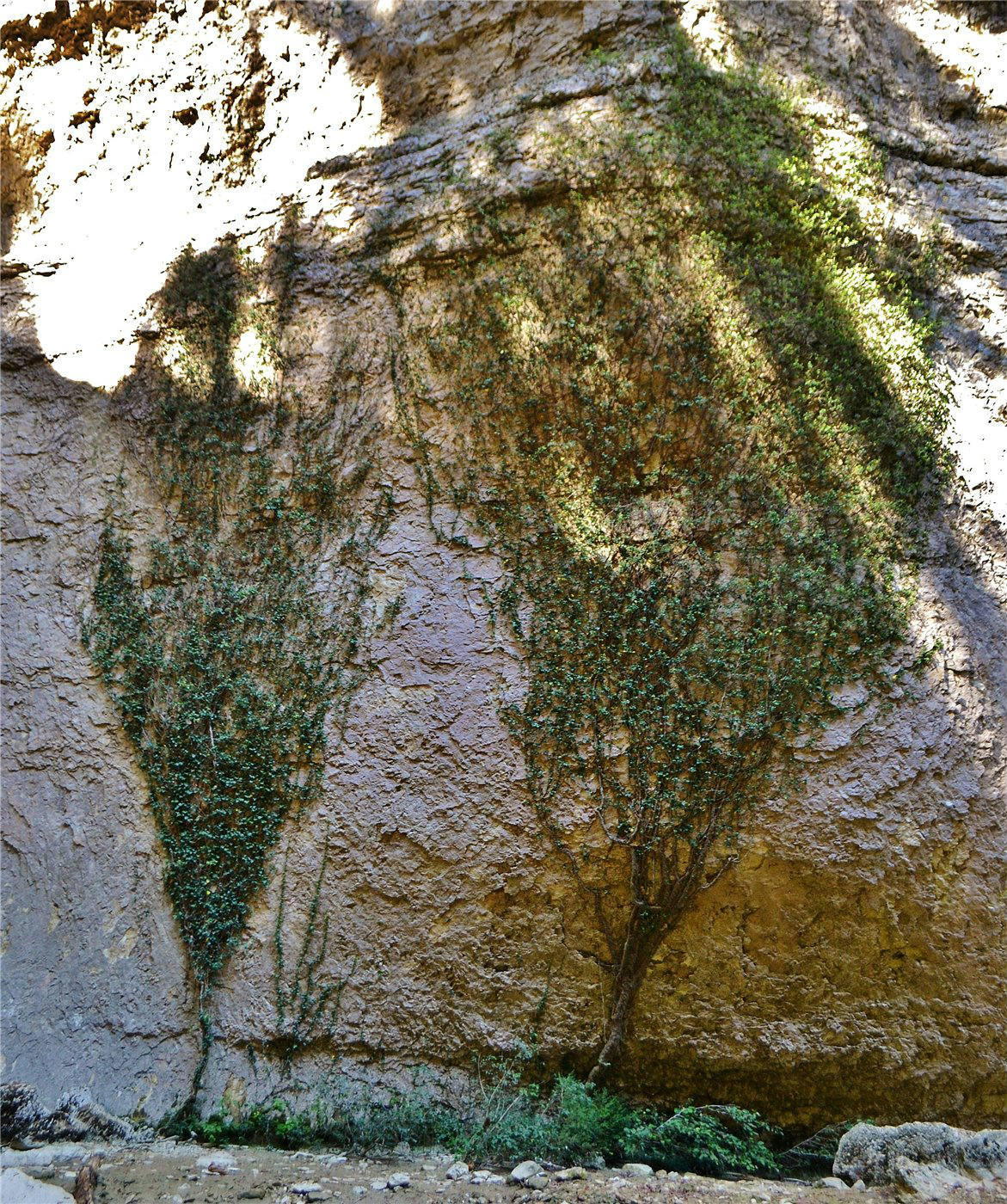 Image of Hedera helix specimen.