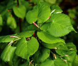 Tilia cordata