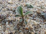 Limonium &times; erectiflorum