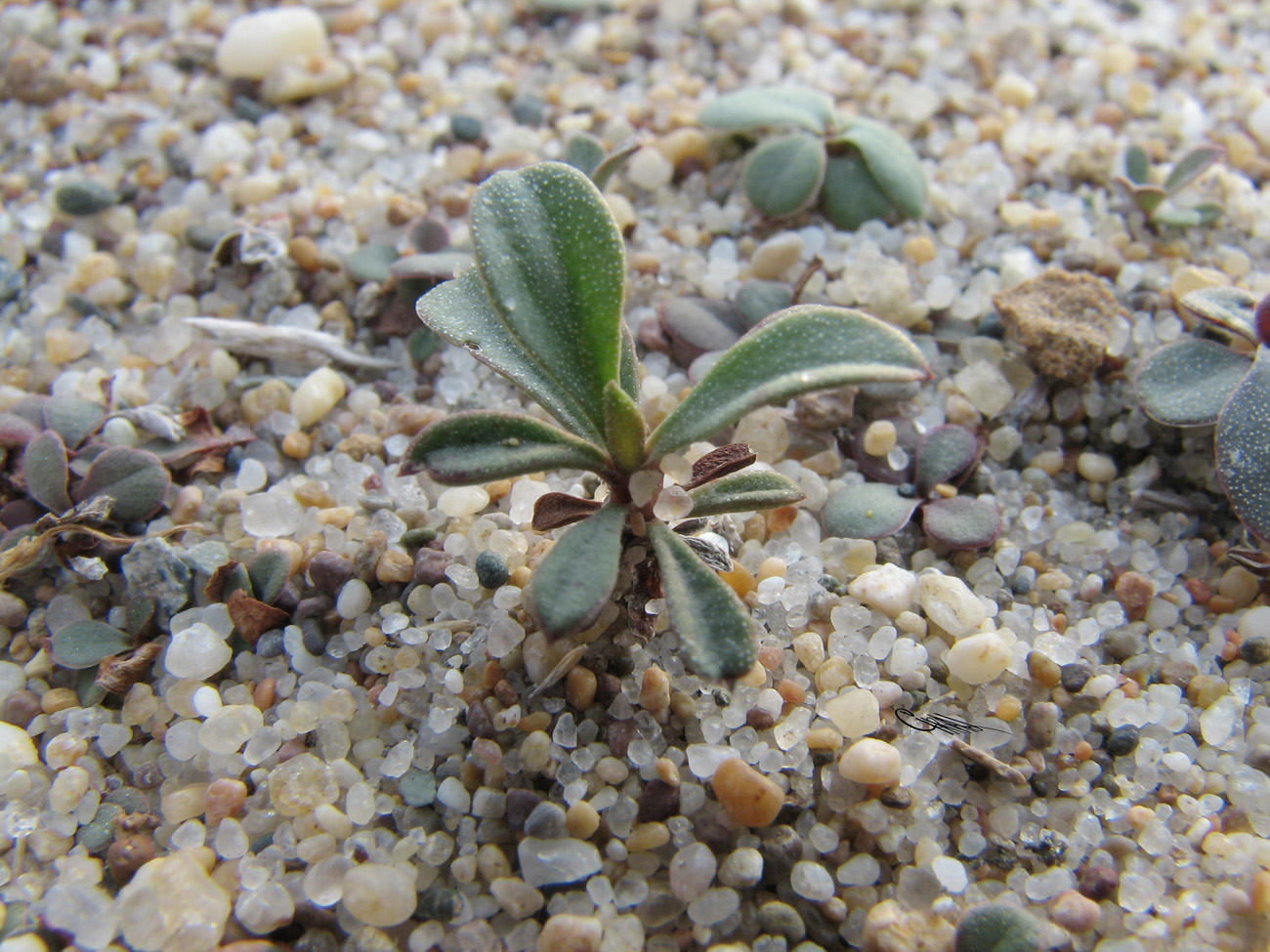 Изображение особи Limonium &times; erectiflorum.