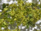 Alchemilla persica