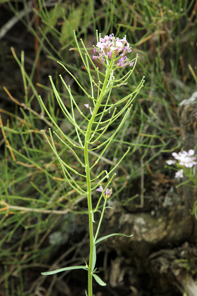 Изображение особи Erysimum cyaneum.