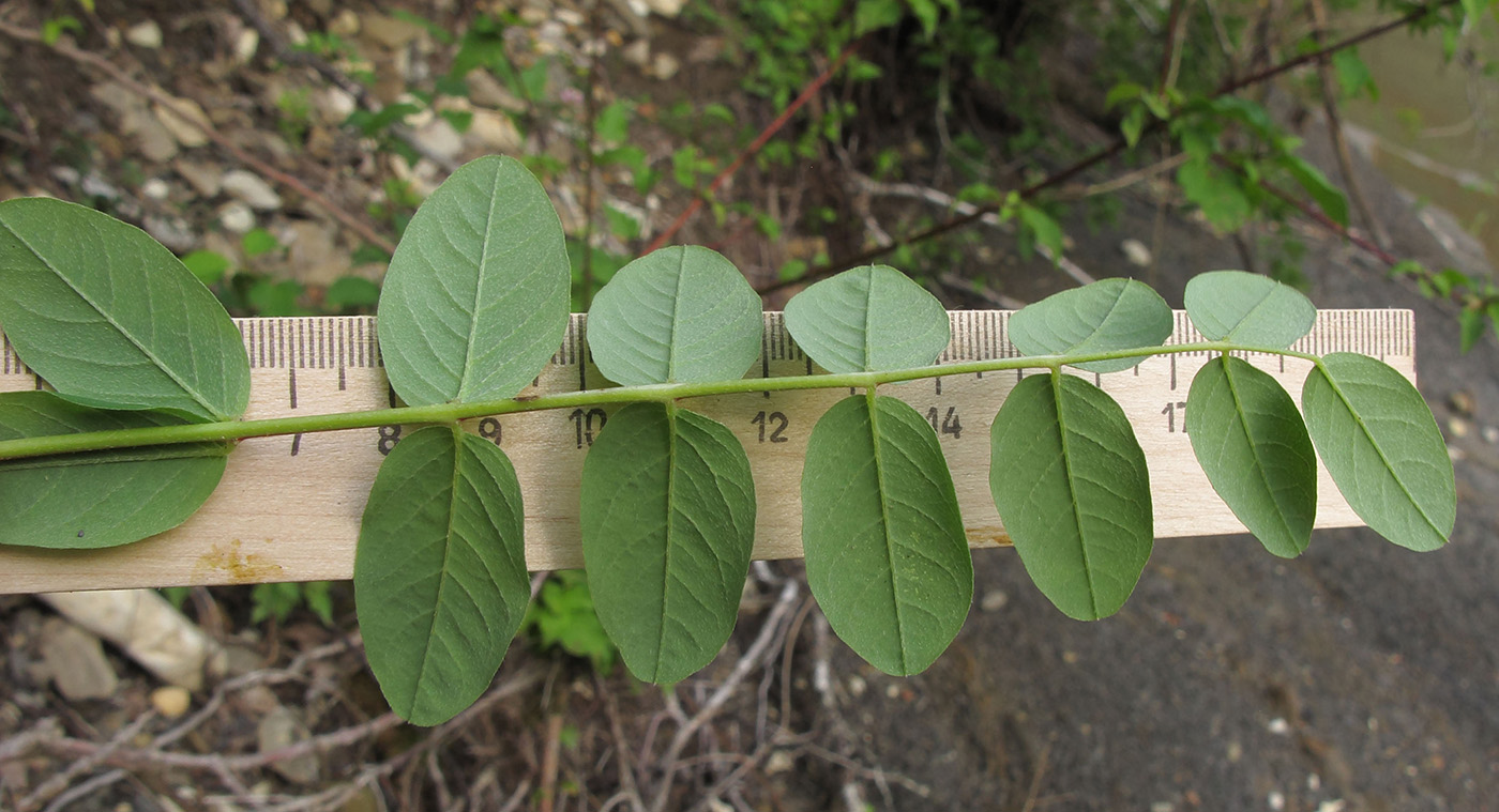 Изображение особи Astragalus glycyphyllos.