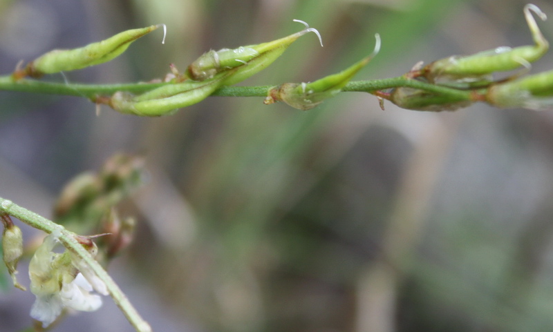 Image of Oxytropis teres specimen.